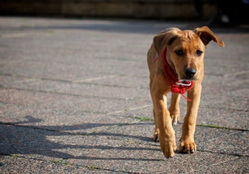 The Importance of Obtaining a Dog License in McLean, VA